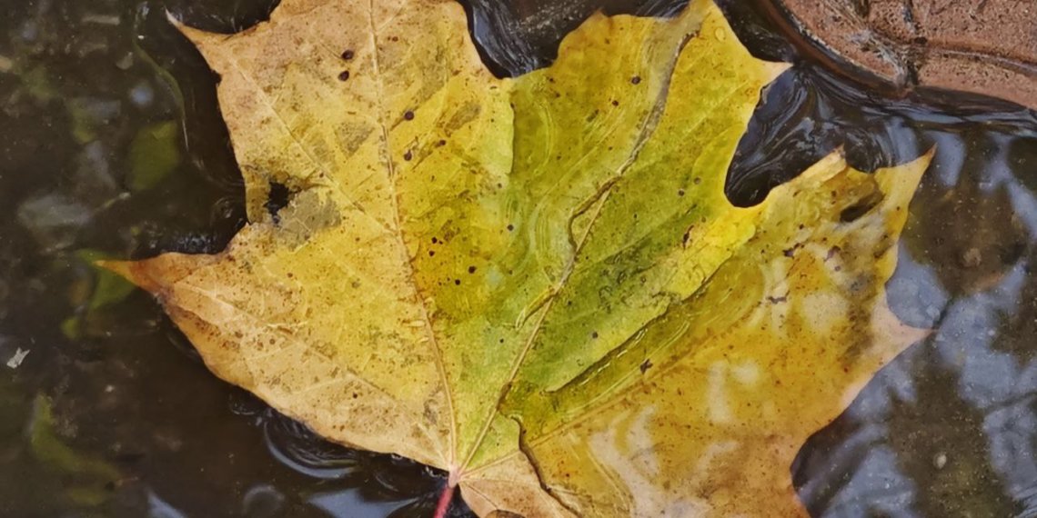 В Новосибирск вернётся тёплая осень: к следующим выходным потеплеет до +7 градусов