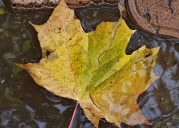 В Новосибирск вернётся тёплая осень: к следующим выходным потеплеет до +7 градусов