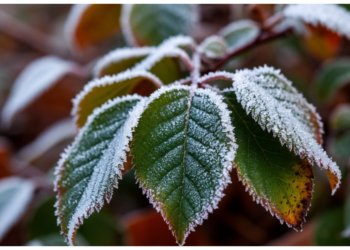 В Новосибирск приходит настоящая осень: 14 октября ожидаются морозы и гололёд