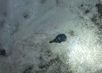 Медсестра выбросила гранату из окна больницы в Новосибирске