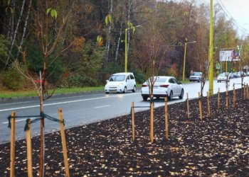 В Советском районе Новосибирска завершается ремонт Университетского проспекта и масштабное озеленение
