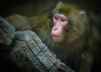 В новосибирском зоопарке открылся новый павильон для японских макак