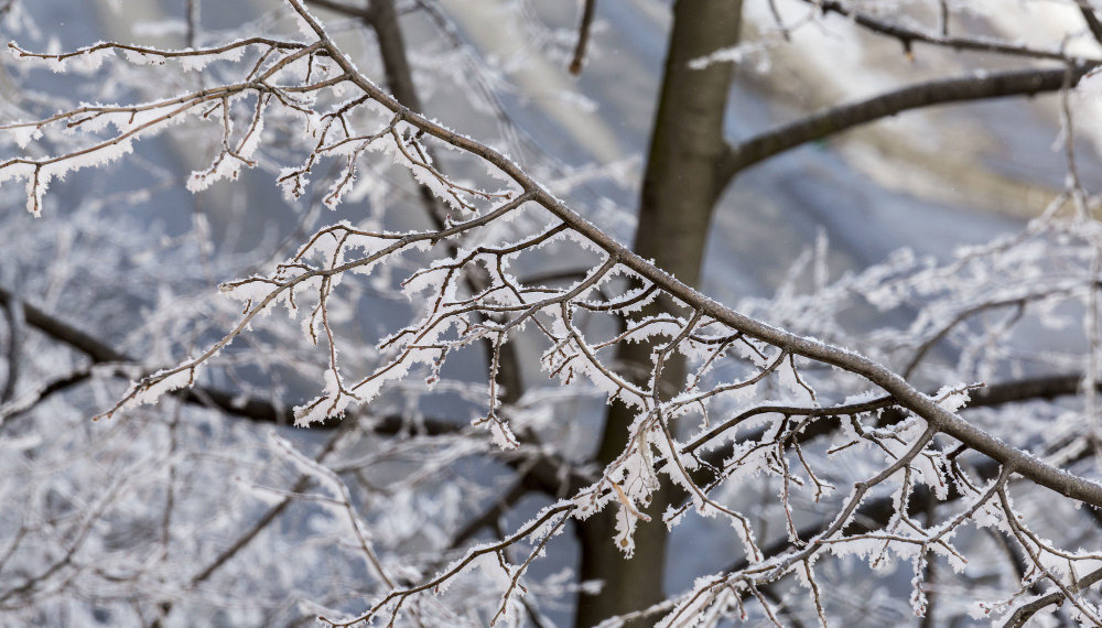 ЧС ввели в восьми районах Новосибирской области из-за заморозков: урожай остался под снегом