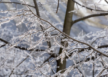 ЧС ввели в восьми районах Новосибирской области из-за заморозков: урожай остался под снегом