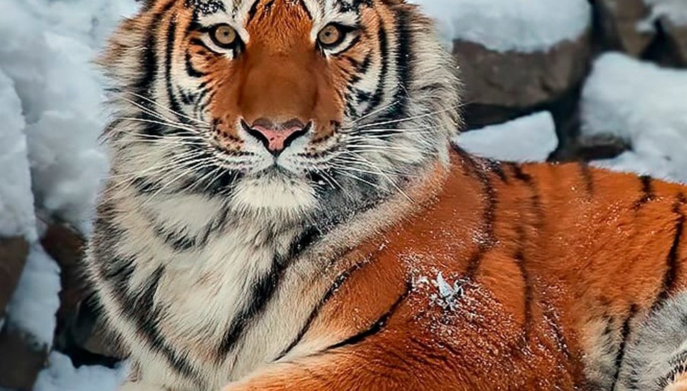 В Новосибирском зоопарке не стало амурского тигра Максимуса