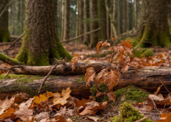 15 ноября: день пропавшей Шуйской иконы Божией матери