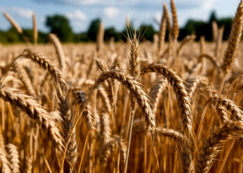 День Ионы: традиции, приметы и запреты на 18 ноября