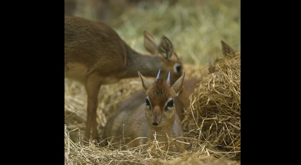 В Новосибирском зоопарке родились две малышки дикдиков — самых маленьких антилоп в мире