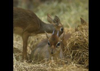 В Новосибирском зоопарке родились две малышки дикдиков — самых маленьких антилоп в мире