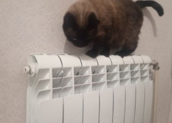 Прокуратура заинтересовалась отключением отопления в новосибирском Академгородке