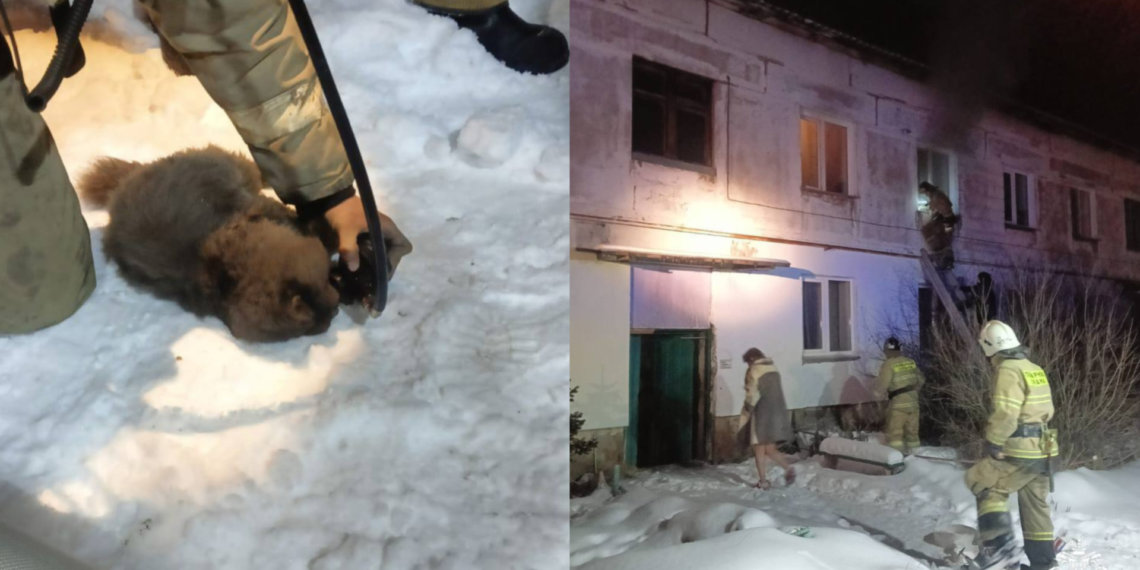 Пожарные спасли людей и животных из огня в Новосибирской области