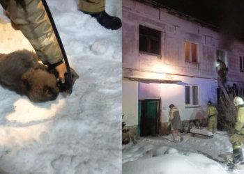 Пожарные спасли людей и животных из огня в Новосибирской области