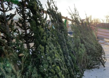 Ёлочные базары начнут работу 1 декабря в Новосибирске: адреса и локации