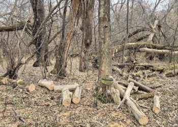 Вырубка деревьев в Бугринском лесу вызвала скандал среди новосибирцев