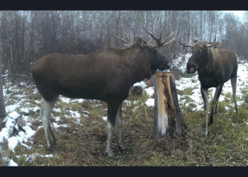 Лоси попались на фото во время трапезы в Убинском районе
