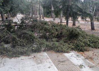 Дерево упало на пожилую пару в Ленинском районе: видео